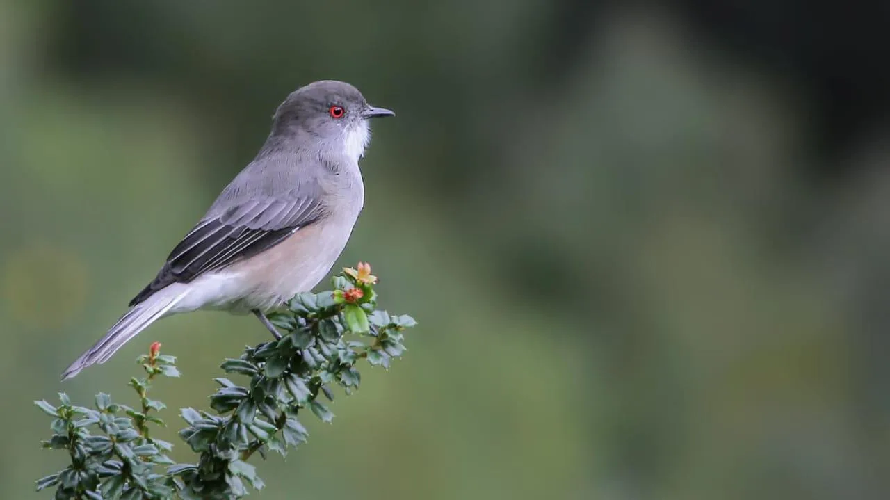 Avistaje de aves en Esquel, con especialistas en Esquel