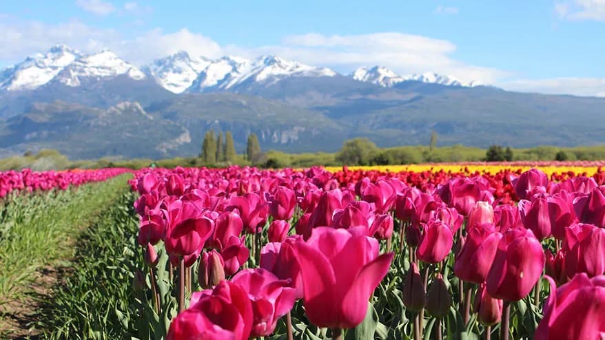 Campo de Tulipanes de Trevelin y Cascadas Nant y Fall en Trevelin