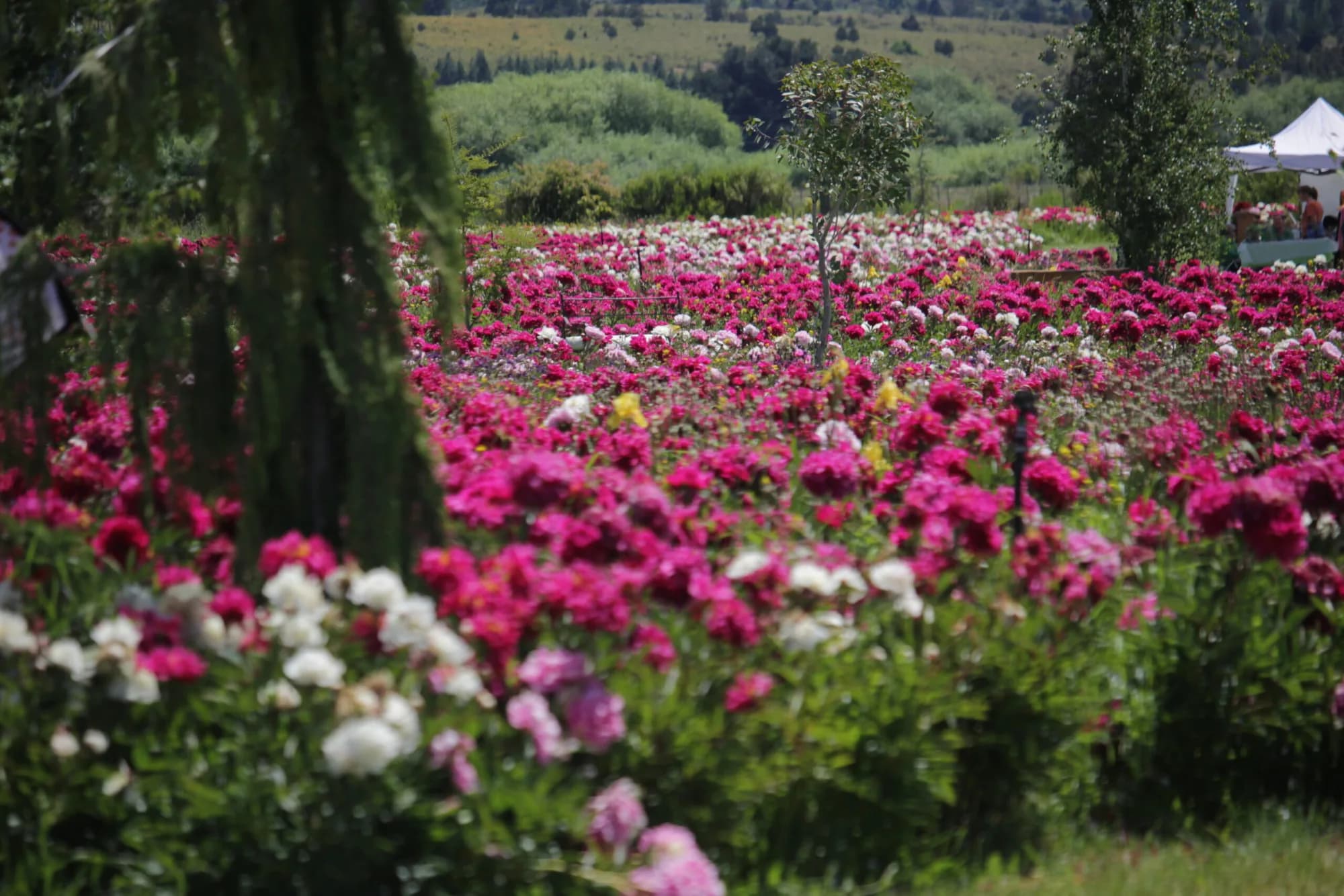 Trevelin Full Day: Peonías, Historia y Naturaleza en Trevelin